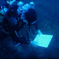 Un ricercatore subacqueo su una prateria di posidonia (ANSA/MARTINO IANNONE)