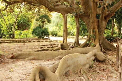 Sud Sardegna Expo Cagliari Orto botanico