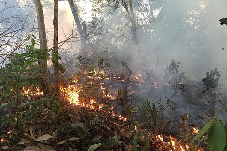 Área queimada em 2024 é um território equivalente a todo o estado do Rio Grande do Sul