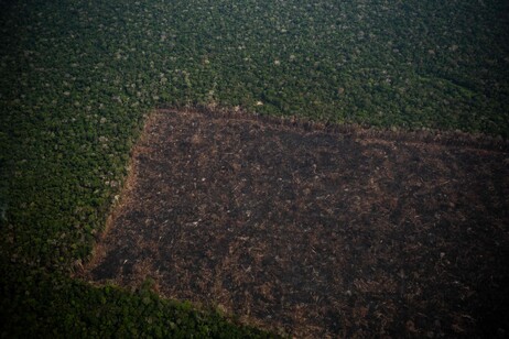 Amazônia é o bioma mais afetado