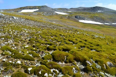 Ardley Island, l'Antartide diventa sempre più verde.  Credito: Dan Charman