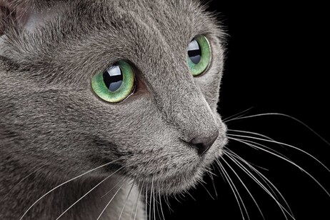 Amazing Russian blue Cat on Black Background