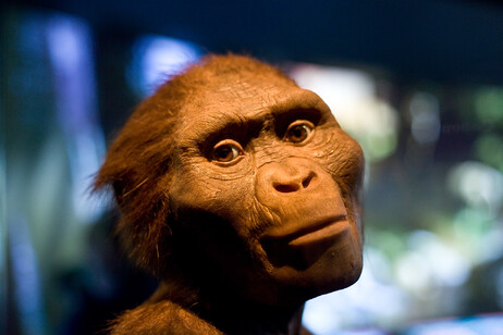 Reconstrucción de Lucy expuesta en Museo de Ciencias Naturales de Housron (fonte: Jason Kuffer)