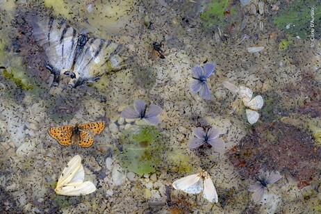 La foto 'Caídas del cielo' de Carlo D'Aurizio (fuente: Fotógrafo de vida silvestre del año, Museo de Historia Natural de Londres)