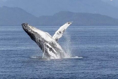 El viaje del amor y el deseo, una ballena jorobada da vuelta al mundo para procrearse