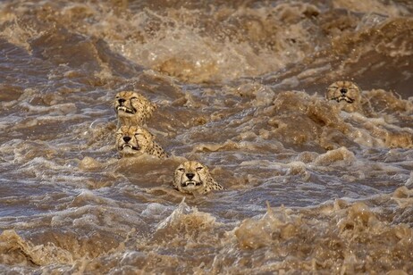 Guepardos intentan no ser arrastrados por la corriente de un río en Kenia