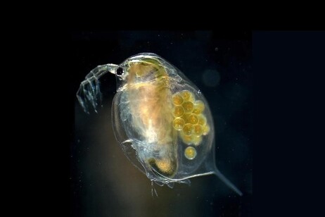 Una femmina adulta di pulce d'acqua (Daphnia magna) (fonte: Hajime Watanabe/ Wikimedia CC BY 2.5)