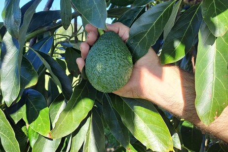 Avocado sempre più made in Italy, al via in Sicilia la raccolta