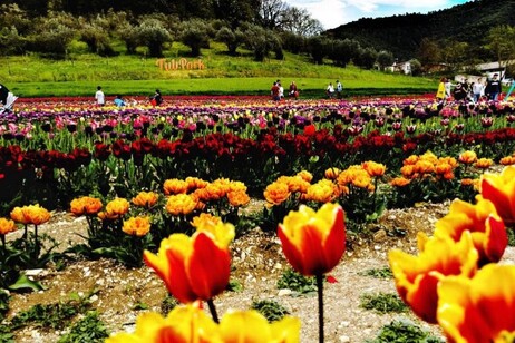 Torna il Tulipark di Spoleto