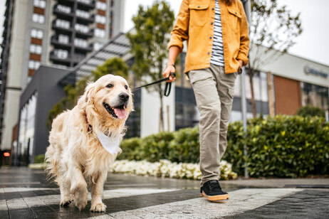 Una persona con il cane cammina in un cortile foto iStock.