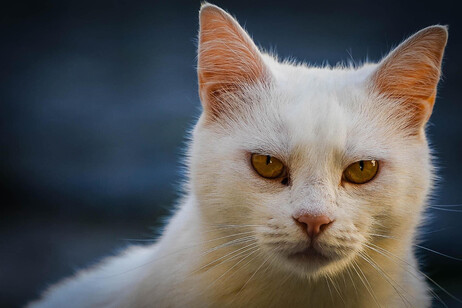 Hoy se celebra el Día Internacional del Gato