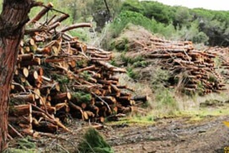 Via libera del Parlamento europeo al rinvio della legge sulla deforestazione