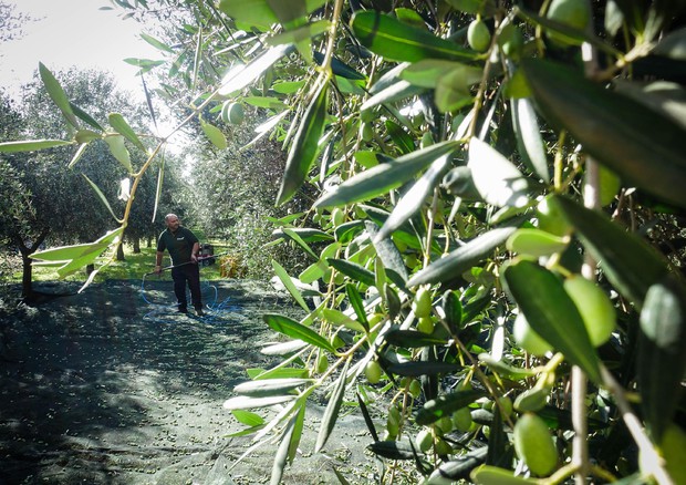 Oliveto nel napoletano (ANSA)