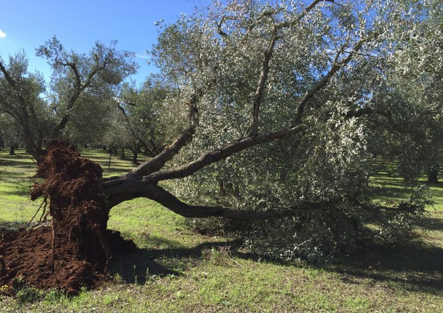 Xylella: ok Paesi Ue a nuove misure meno stringenti (ANSA)