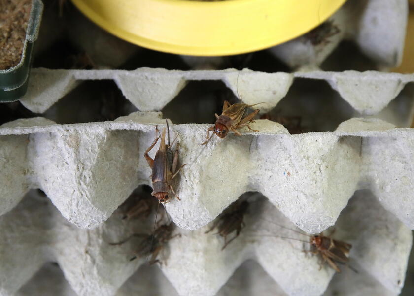 First certified insects farm in Croatia © ANSA/EPA