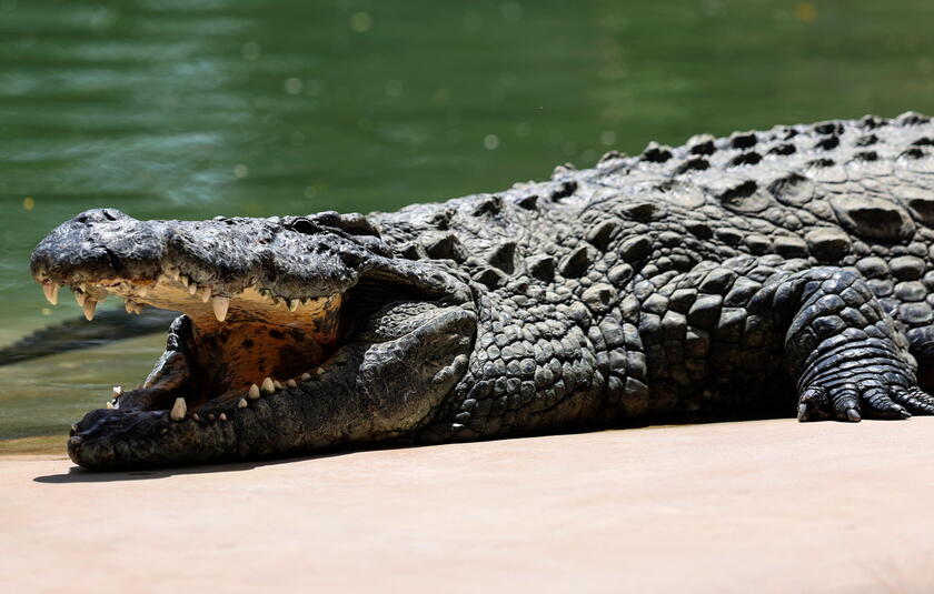 Opening of the Dubai Crocodile Park © ANSA/EPA