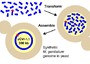 Uno schema (2008) a corredo dell'approfondimento su jcvi.org che ripercorre il cammino fatto negli anni per arrivare alla costruzione della prima cellula batterica artificiale