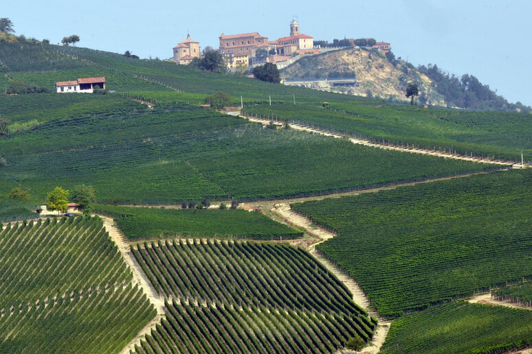 Vini piemontesi, salva qualità dopo vendemmia difficilissima - RIPRODUZIONE RISERVATA