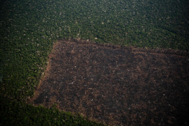 Amazônia é o bioma mais afetado © ANSA/AFP