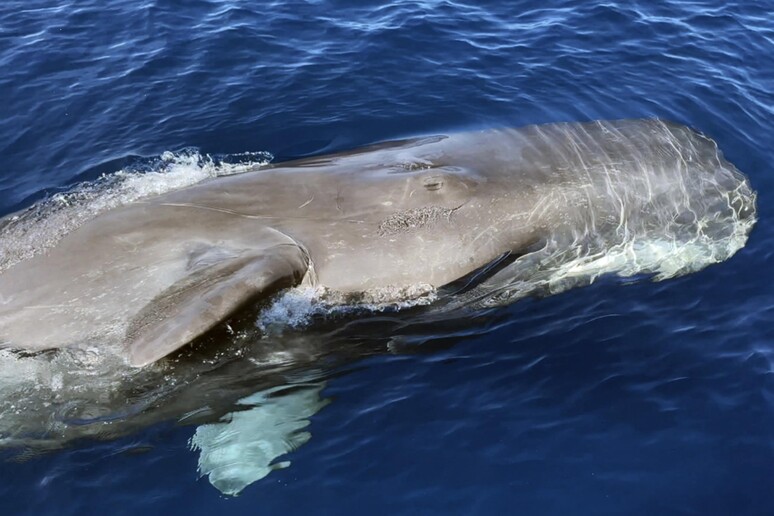 Un capodoglio avvistato nel Mar Ligure - RIPRODUZIONE RISERVATA