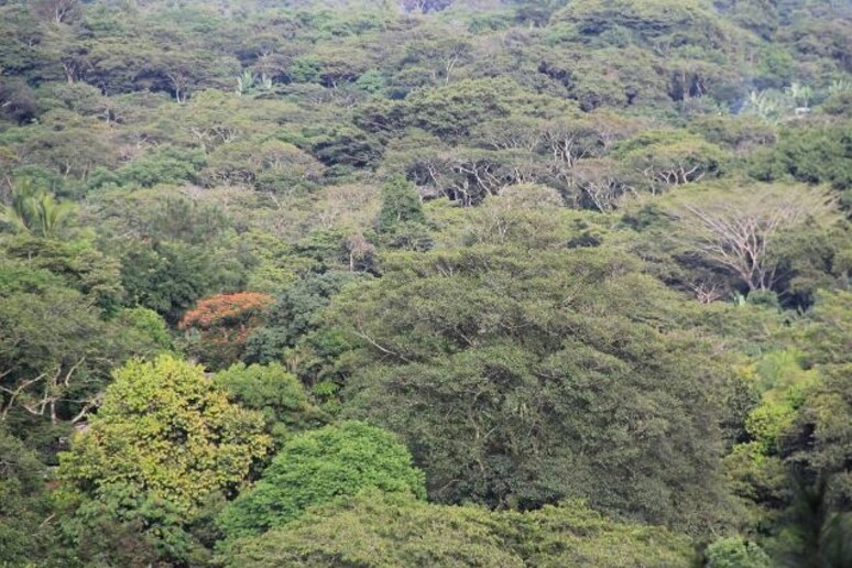 Deforestazione - RIPRODUZIONE RISERVATA