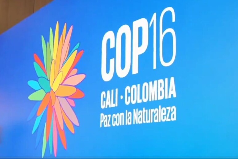 Todo listo para el inicio en Cali de la COP16 © ANSA/Ansa - Redes sociales de la COP16