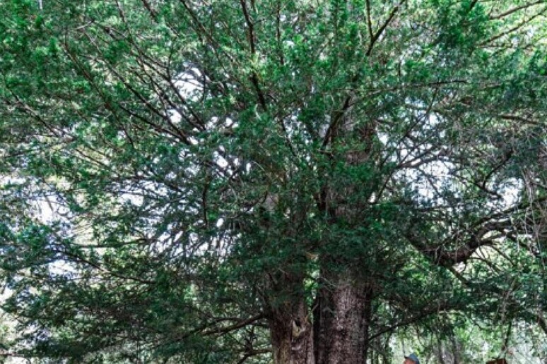 Il tasso de Matàri in Sardegna albero dell 'anno 2024 - RIPRODUZIONE RISERVATA