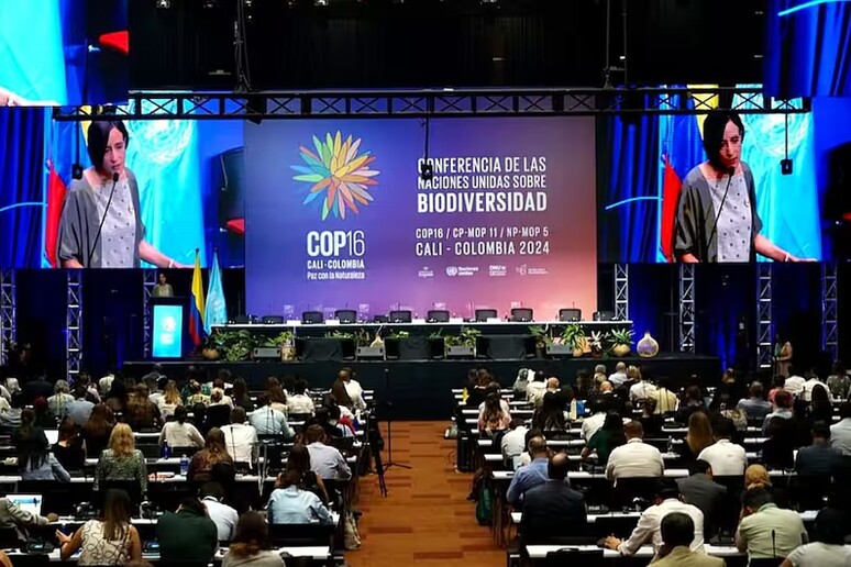 Plenária da COP16 em Cali, na Colômbia - TODOS OS DIREITOS RESERVADOS