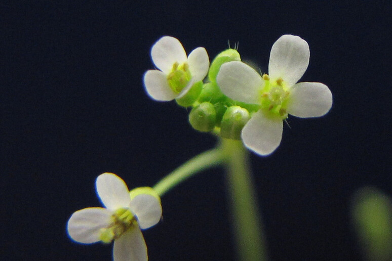 Fiori di Arabidopsis thaliana (fonte: BlueRidgeKitties da Flickr CC BY-NC-SA 2.0) - RIPRODUZIONE RISERVATA