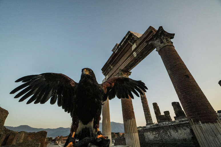 Aves de rapina protegem patrimônio arqueológico de Pompeia - TODOS OS DIREITOS RESERVADOS