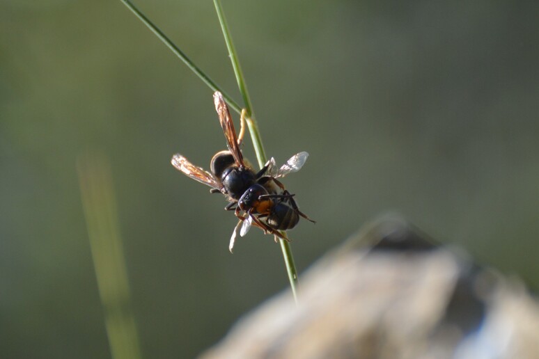 Vespa orientalis tem atacado abelhas na Itália - TODOS OS DIREITOS RESERVADOS