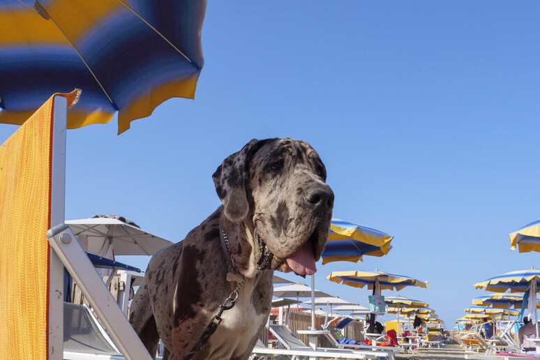 Cachorro curte praia em Rimini - TODOS OS DIREITOS RESERVADOS