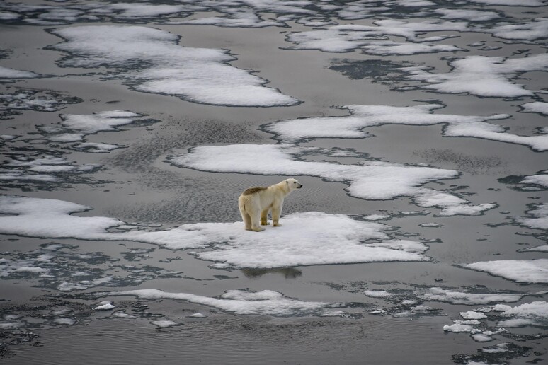 Habitat de urso polar segue em destruição com derretimento de geleiras © ANSA/AFP